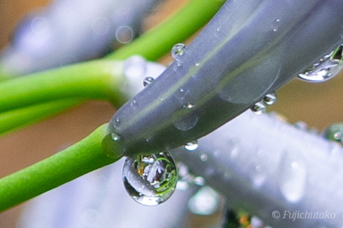 梅雨