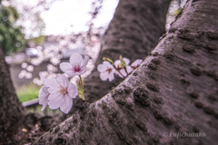 近所の桜
