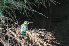 _DSC0705