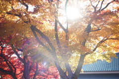 盛岡市中央公民館　紅葉　ゴースト写真（HELIOS 44-2)