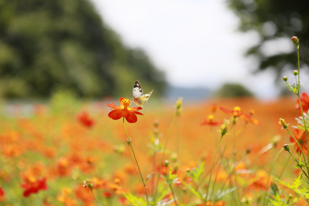 花　コスモス　蝶　２