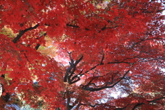 盛岡市中央公民館　庭園　紅葉　１