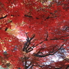 盛岡市中央公民館　庭園　紅葉　１