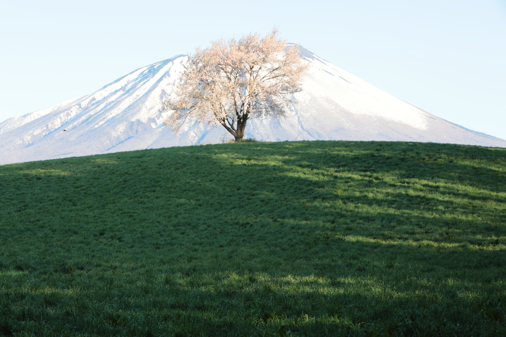 岩手山と桜