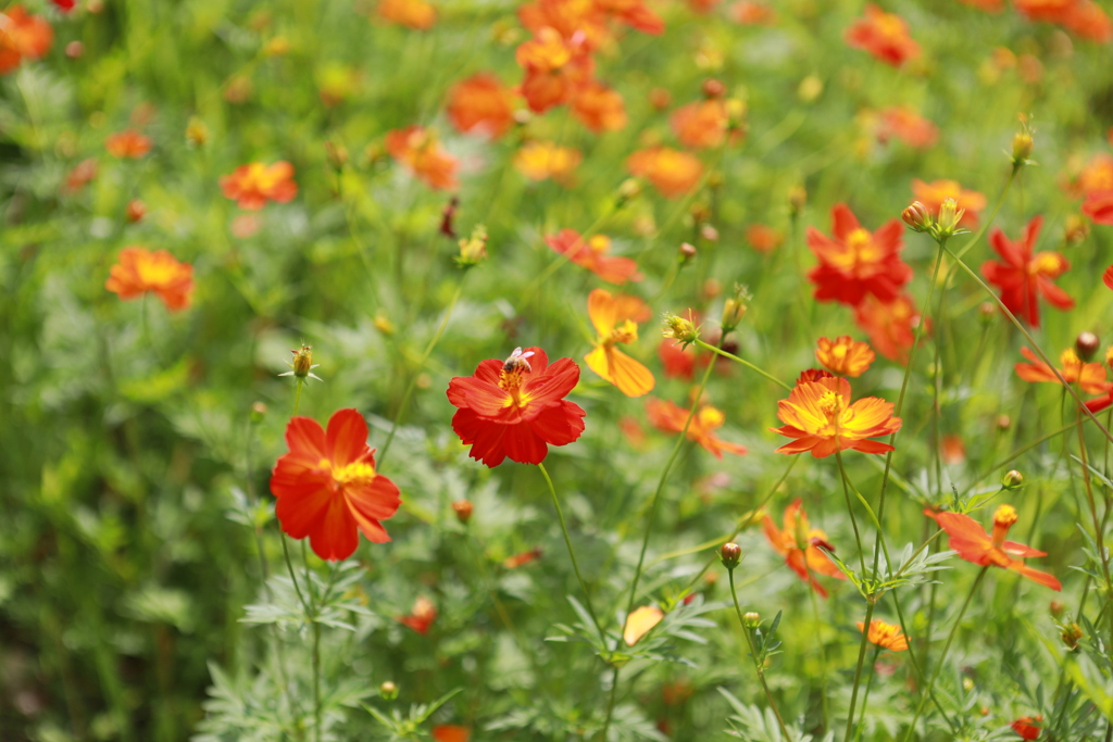 花　コスモス　蜂　