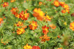 花　コスモス　蜂　２