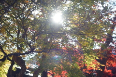 盛岡市中央公民館　紅葉　ゴースト写真（HELIOS 44-2)