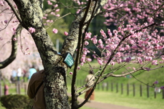 米内浄水場の桜