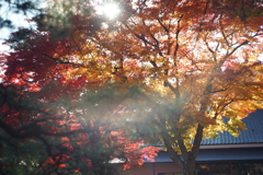 盛岡市中央公民館　紅葉　ゴースト写真（HELIOS 44-2)