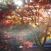 盛岡市中央公民館　紅葉　ゴースト写真（HELIOS 44-2)