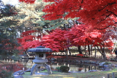 盛岡市中央公民館　庭園　紅葉　２