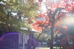 盛岡市中央公民館　紅葉　ゴースト写真（HELIOS 44-2)