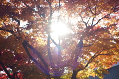 盛岡市中央公民館　紅葉　ゴースト写真（HELIOS 44-2)