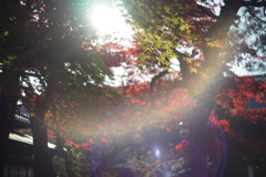 盛岡市中央公民館　紅葉　ゴースト写真（HELIOS 44-2)