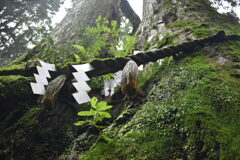 金剛山 夫婦杉