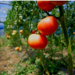 実る夏野菜