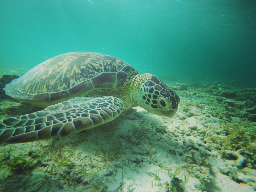 ニシ浜のウミガメ