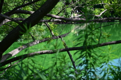 服部緑地の池