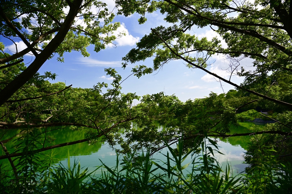 服部緑地の池