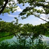 服部緑地の池