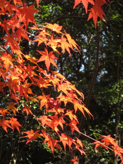 人参色紅葉