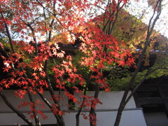 寺の紅葉