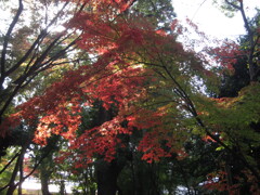 紅葉陰陽のよう