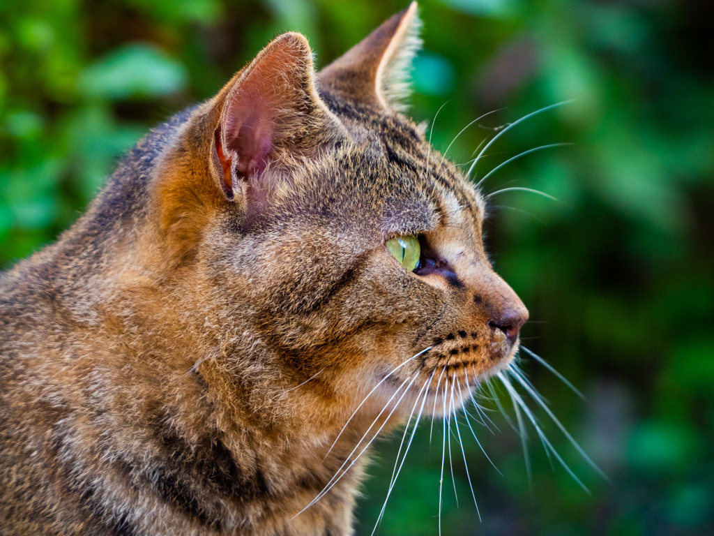 野良猫の肖像