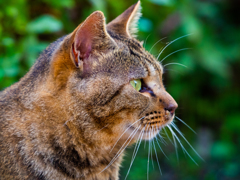 野良猫の肖像