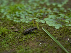 トウキョウヒメハンミョウ