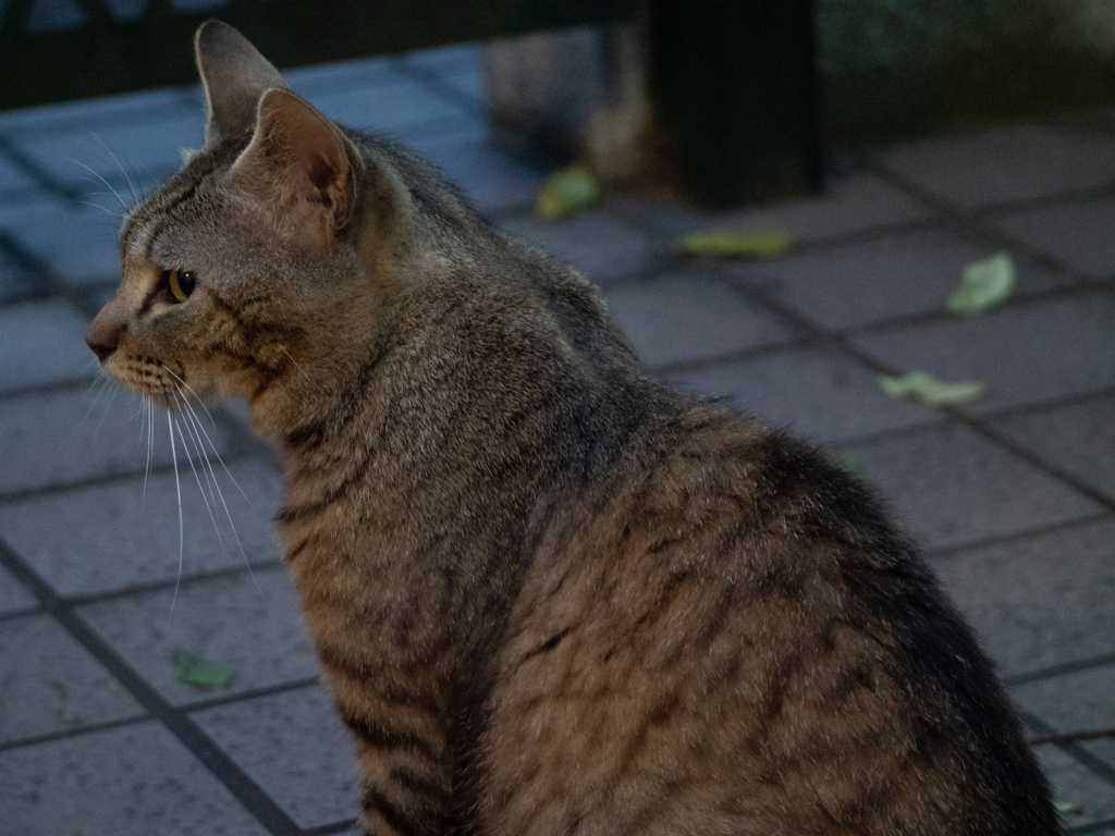 夕方のしましまねこ