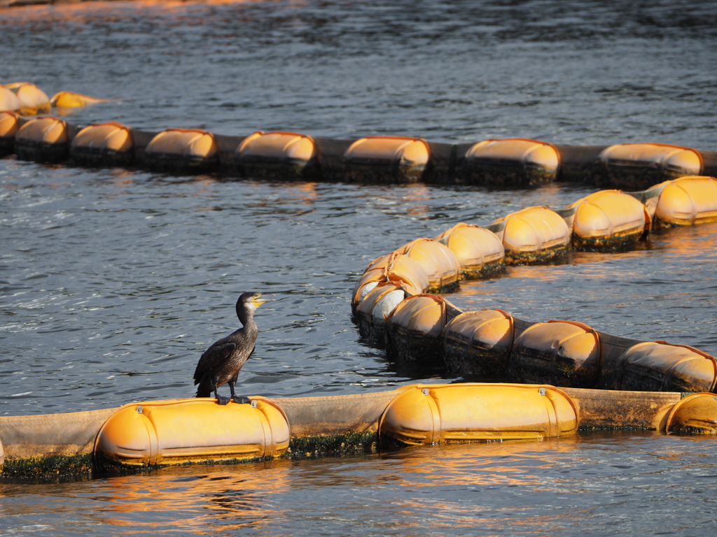 カワウと浮き