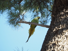 松とワカケホンセイインコ