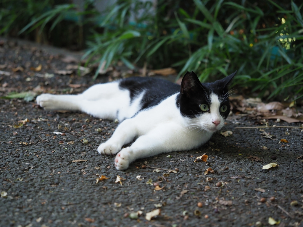 気になる猫