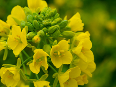 canola flower