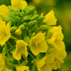 canola flower