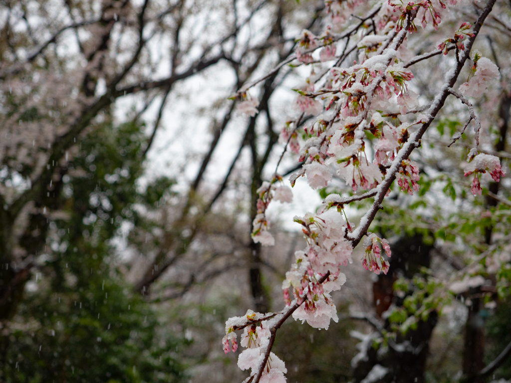 雪と桜