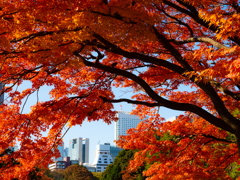 都会の紅葉