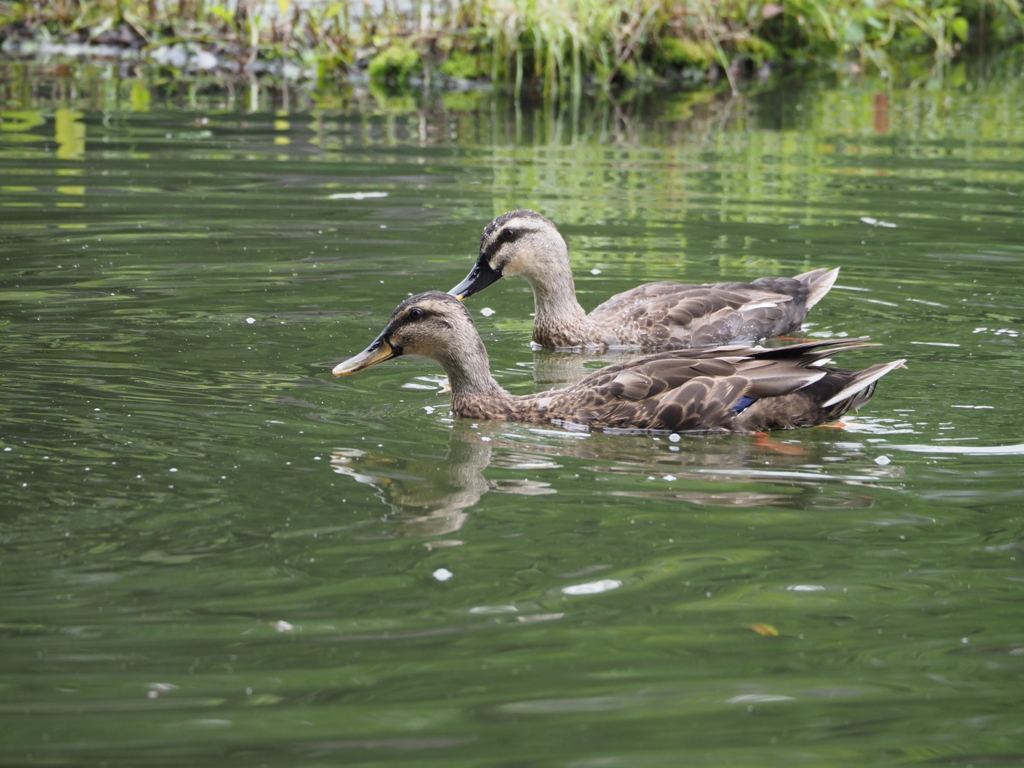 マガモ・カルガモ（♀）比較用