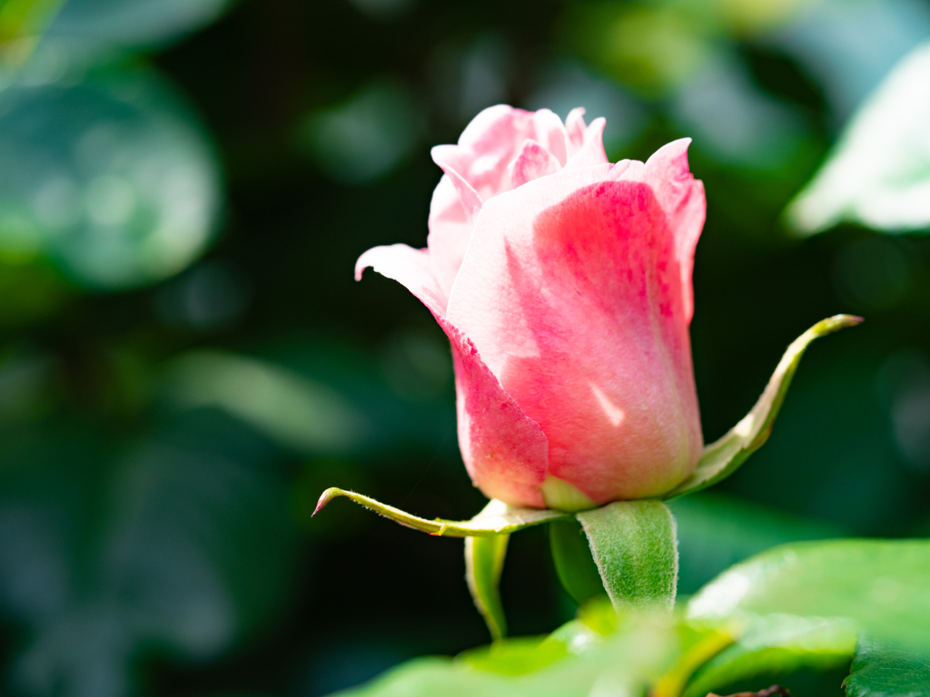 春に薔薇が咲く