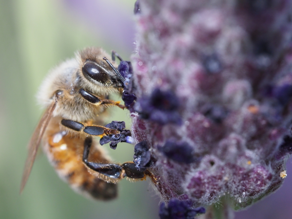 紫の花とセイヨウミツバチ