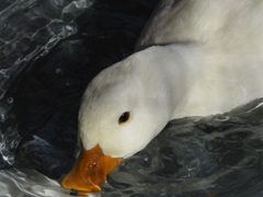 水を飲むアヒル
