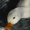 水を飲むアヒル
