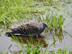 水浴びするキジバト