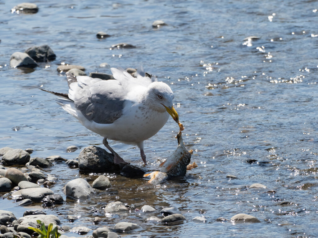 ウミネコ食事中