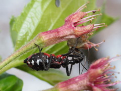 イモムシを捕食するヨコヅナサシガメ