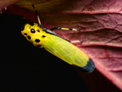 バナナ虫