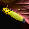 バナナ虫