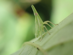 テングスケバの幼虫
