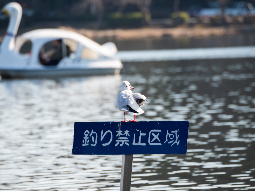 釣り禁止区域